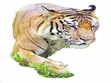 lion ka hamala